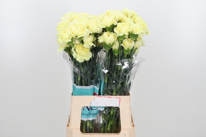 <h4>Di St Wedding</h4>