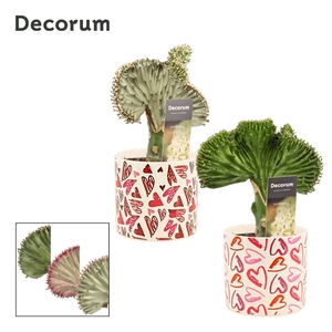Euphorbia Lactea 12 cm mix in Julia (Deco-collection)