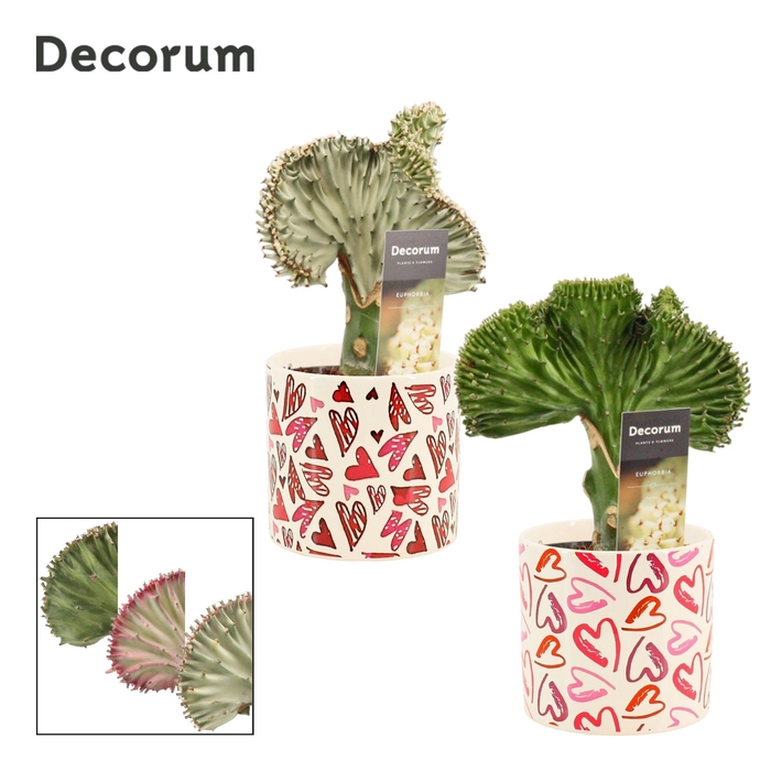 <h4>Euphorbia Lactea 12 cm mix in Julia (Deco-collection)</h4>