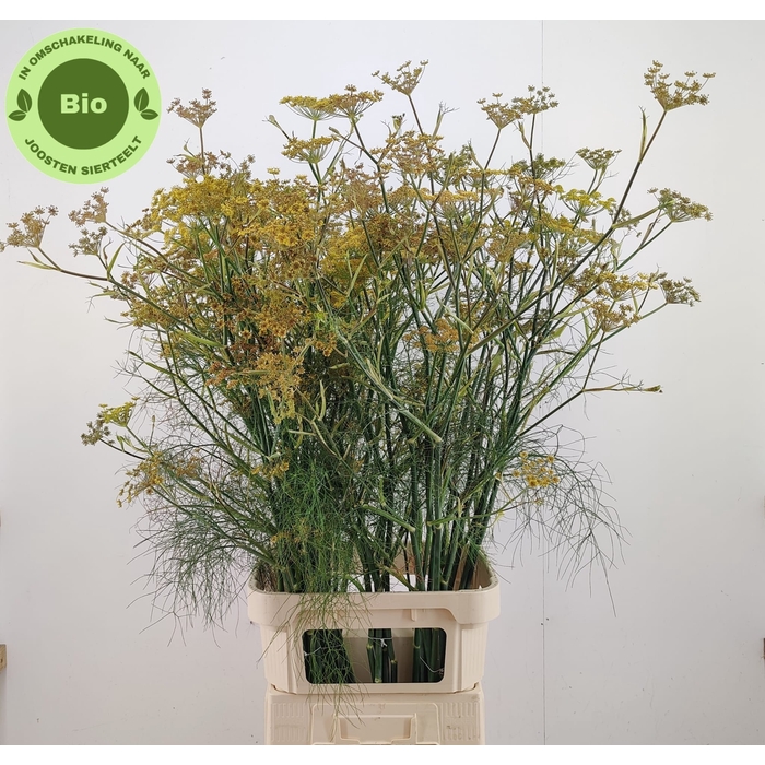 <h4>FOENICULUM VULGARE</h4>