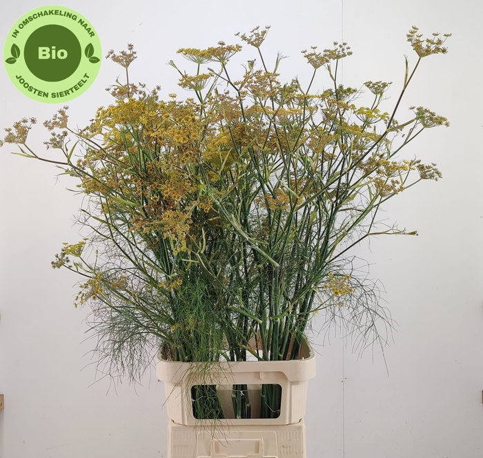 FOENICULUM VULGARE