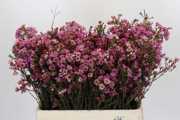 <h4>Chamelaucium Adi</h4>