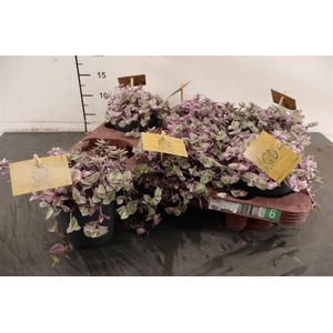 Callisia 10.5 Cm. P. Pink Rosato