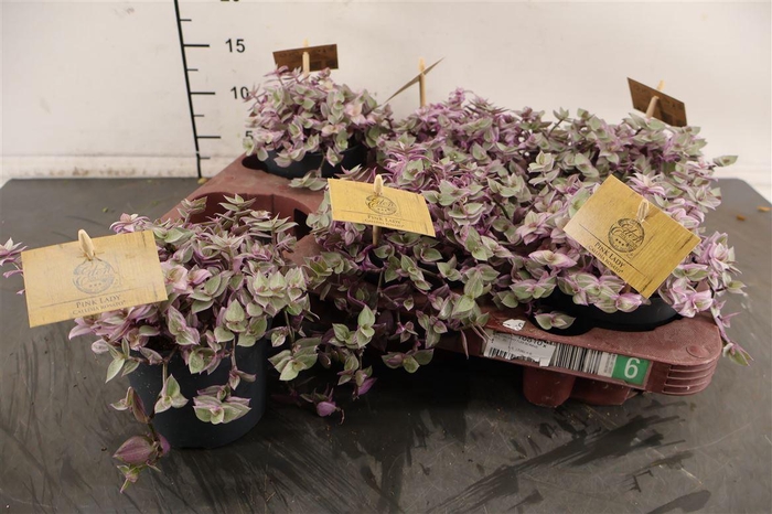 <h4>Callisia 10.5 Cm. P. Pink Rosato</h4>