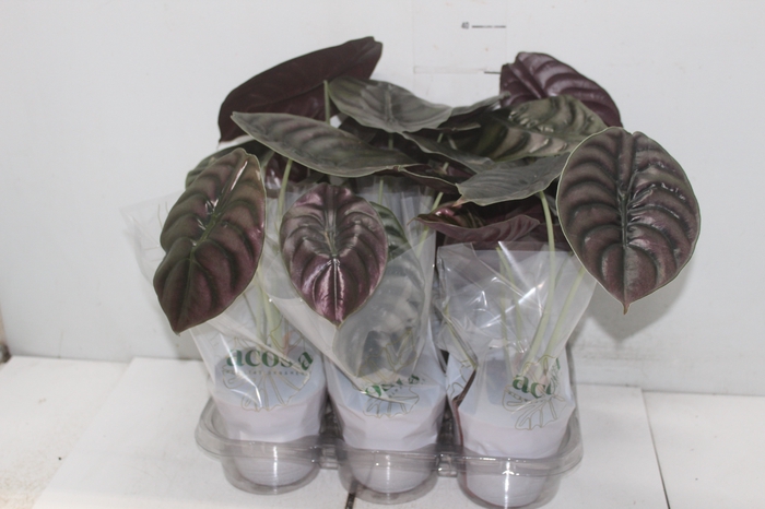 <h4>ALOCASIA CUPREA P12</h4>