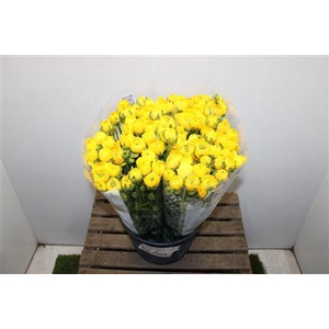 Ranunculus Elegance Yellow