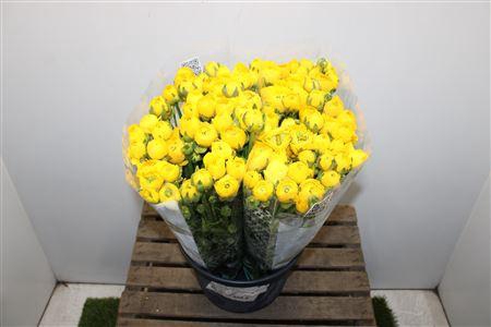 <h4>Ranunculus Elegance Yellow</h4>