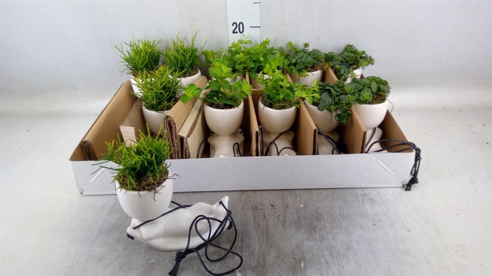 <h4>Arr.   Kamerplant Groen L%</h4>
