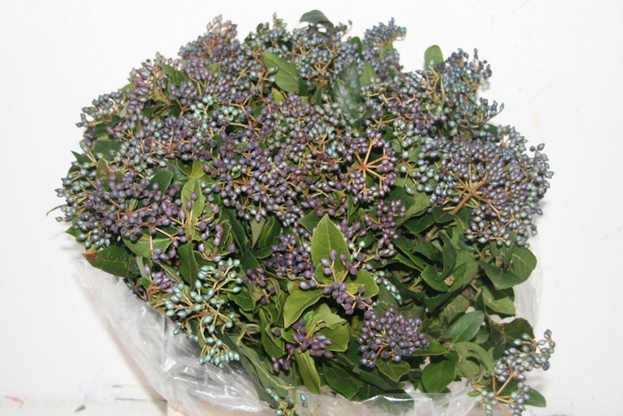 <h4>VIBURNUM BES BLAU</h4>
