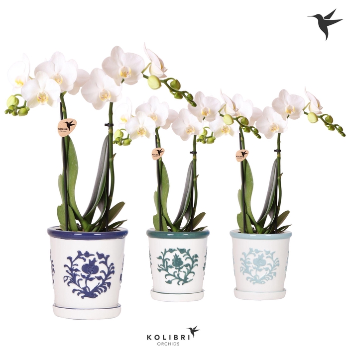 <h4>Kolibri Orchids Phalaenopsis mix 2 spike in Malaga pot blue mix</h4>