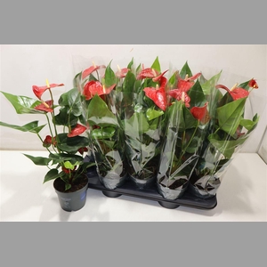 Anthu An Bambino Red