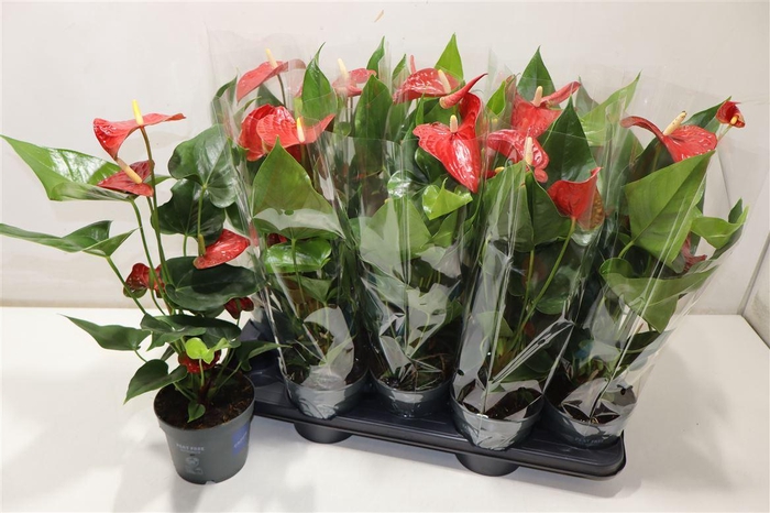 <h4>Anthu An Bambino Red</h4>