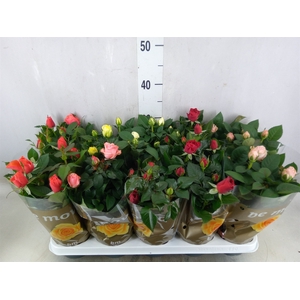 Rosa  'Beau Monde'   ...mix