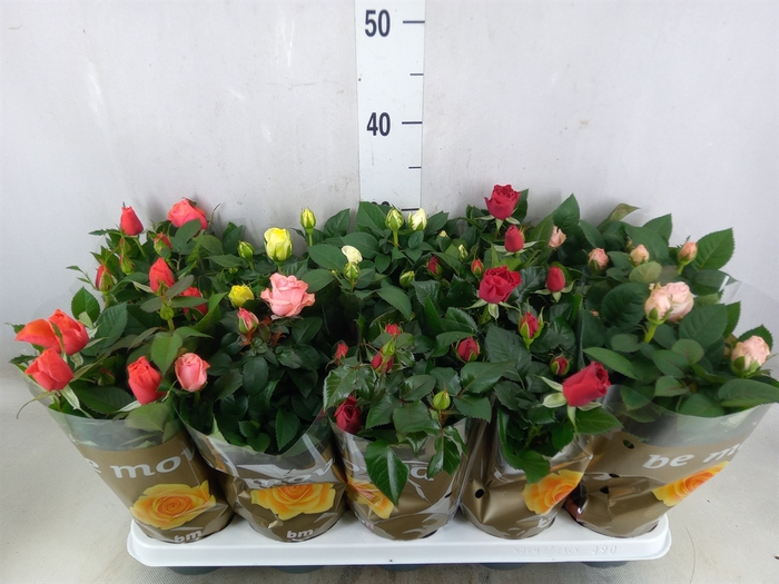 <h4>Rosa  'Beau Monde'   ...mix</h4>