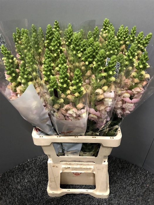 <h4>Antir Poto Pink</h4>