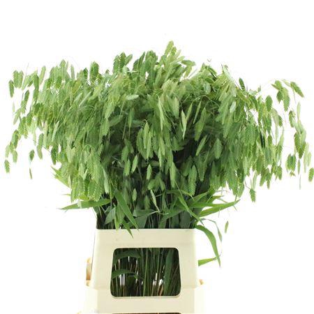 <h4>Chasmanth Latifolium</h4>