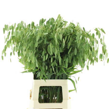 <h4>Chasmanth Latifolium</h4>