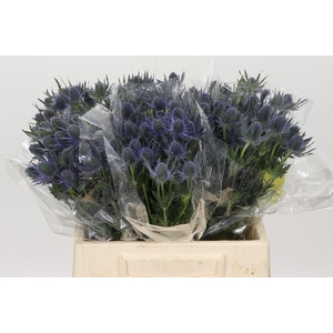 ERYNGIUM MAGICAL BLUE LAGOON ERYNGI