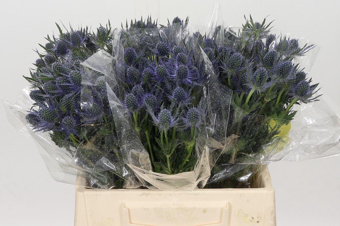 <h4>ERYNGIUM MAGICAL BLUE LAGOON ERYNGI</h4>
