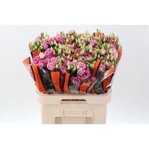 Eus G Rosi Rose Pink