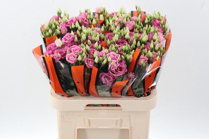 <h4>Eus G Rosi Rose Pink</h4>