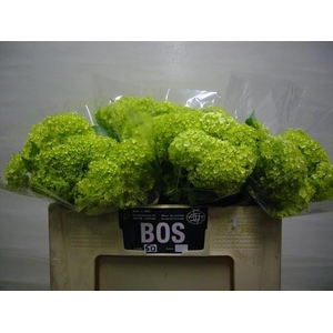 Viburnum op pb Roseum L5