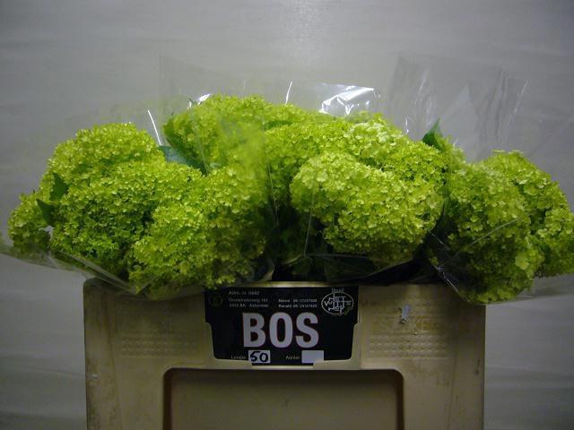 <h4>Viburnum op pb Roseum L5</h4>