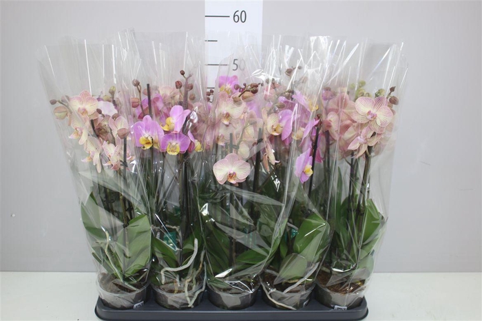 <h4>Phal Gemengd 3 Tak</h4>