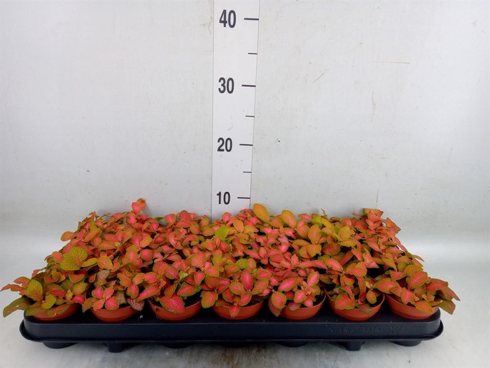 <h4>Fittonia   ...</h4>