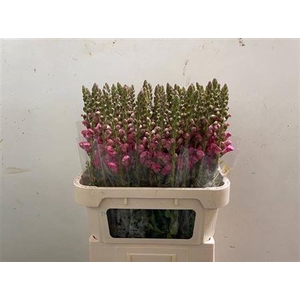 Antirrhinum Po Rose