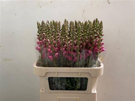 <h4>Antirrhinum Po Rose</h4>