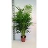 Areca lutescens 24Ø 120cm 25pp