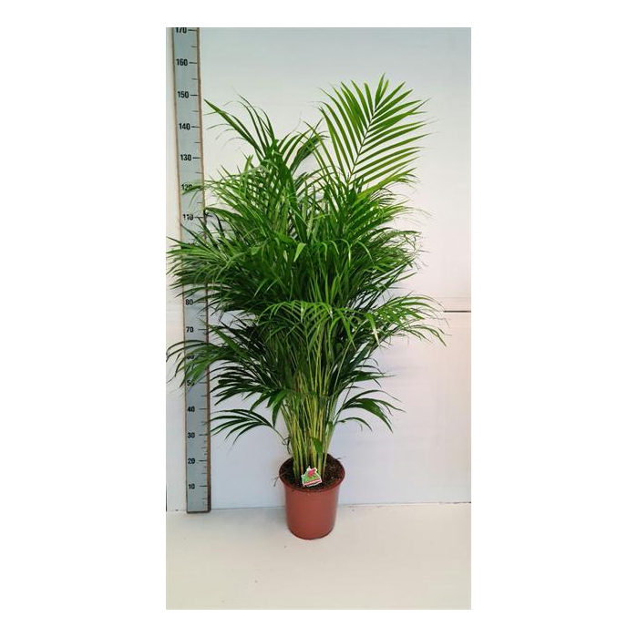 <h4>Areca lutescens 24Ø 120cm 25pp</h4>