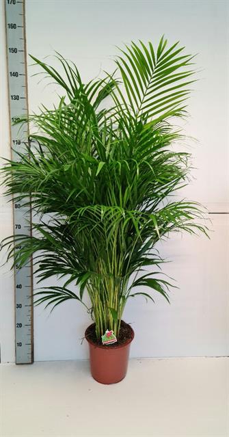 Areca lutescens 24Ø 120cm 25pp