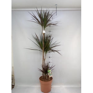 Dracaena marg. 'Magenta'