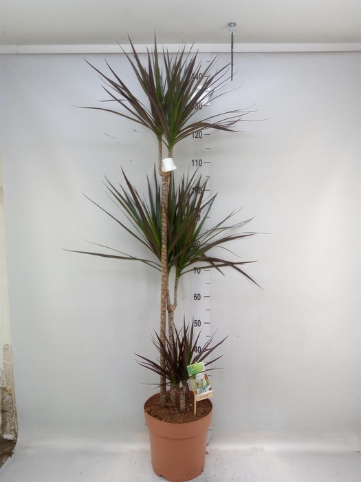<h4>Dracaena marg. 'Magenta'</h4>