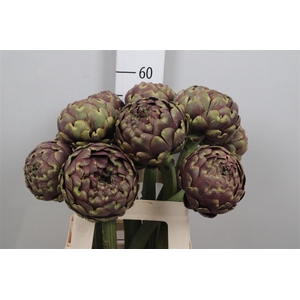 Cynara Sc Purple Romanga