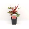 Nandina domestica Obsessed
