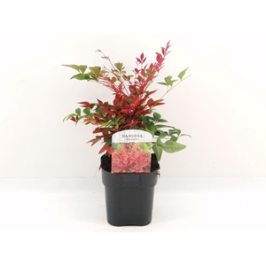Nandina domestica Obsessed