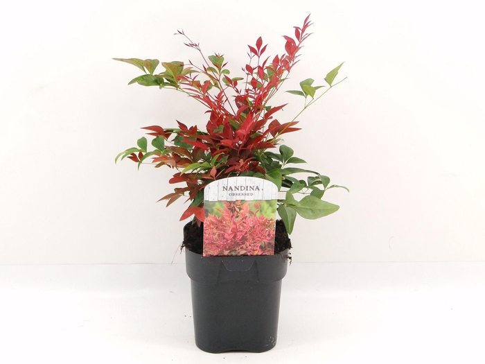 Nandina domestica Obsessed