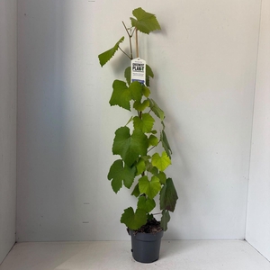 Vitis Boskoop Glory