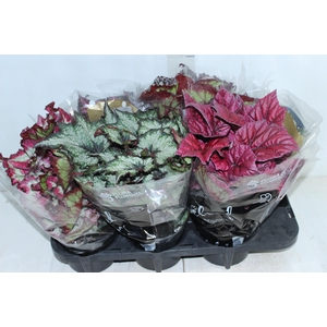 BEGONIA BELEAF P15 PO