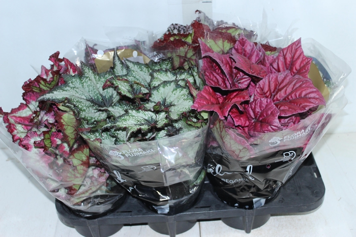 <h4>BEGONIA BELEAF P15 PO</h4>