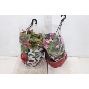 FLOR DE MAIO C21