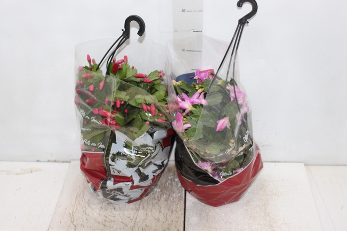 <h4>FLOR DE MAIO C21</h4>