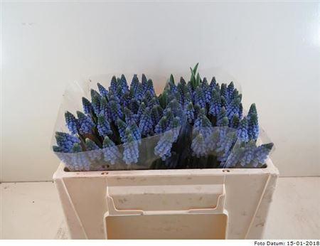 <h4>Muscari Carola</h4>