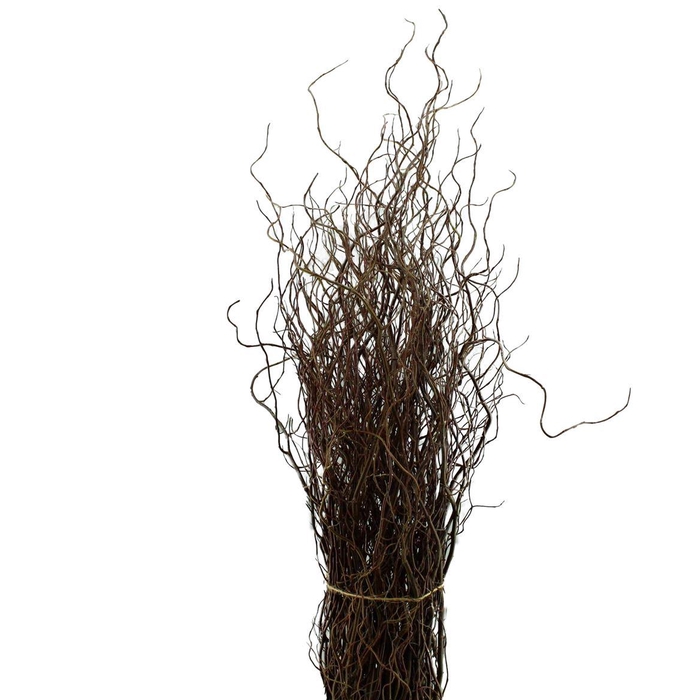 <h4>Salix Kronkelwilg</h4>