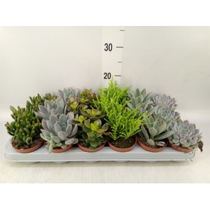 Succulents   ...