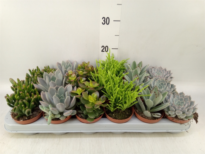 <h4>Succulents   ...</h4>