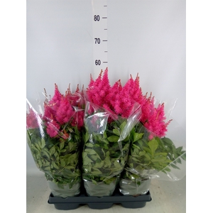 Astilbe arendsii 'Drum and Bass'